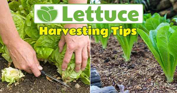 Cara Menuai Lettuce supaya ia terus berkembang | Petua penuaian selada