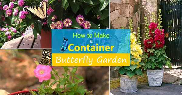 Cara Membuat Taman Butterfly Container | Membuat Taman Rama -rama