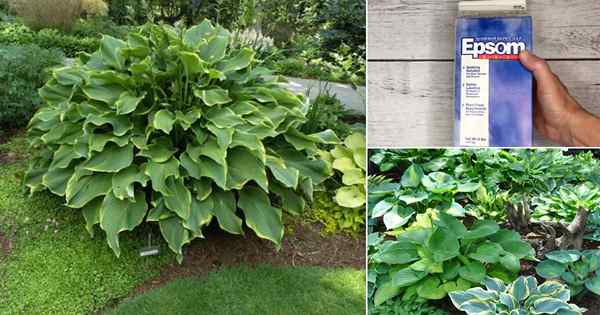 Cara Membuat Hostas Bertumbuh Lebih Besar, Lakhier, Lusher dengan Garam Epsom