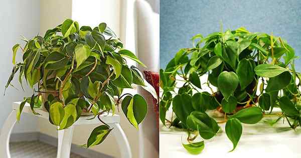 Wie man Philodendron -Pflanzen größer und buschiger macht | 10 geheime Tipps