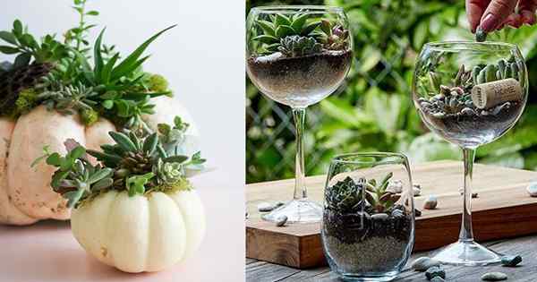 Cara menanam succulents dalam periuk tanpa lubang saliran