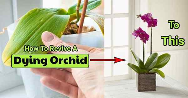 Comment raviver une orchidée mourante