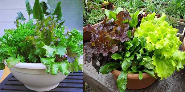 Comment démarrer un jardin de salade sans espace