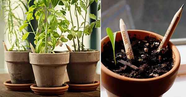 Como saber quando suas plantas precisam de regar usando um lápis