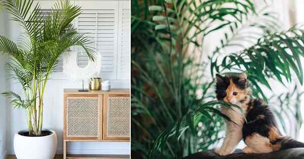Es majestad palma tóxica para los gatos?