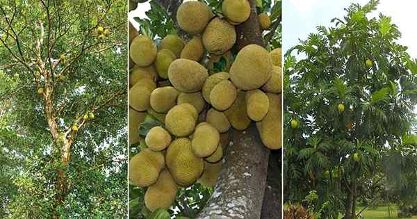 Jackfrucht gegen Durian gegen Brotfrucht