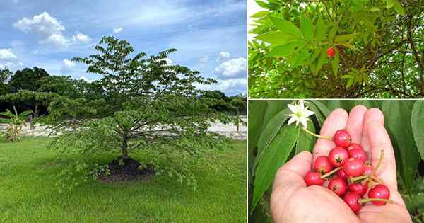 Penjagaan pokok ceri jamaica dan maklumat yang semakin meningkat