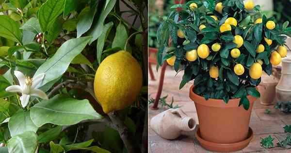Flores de limón que caen? Cómo obtener más frutas en tu limón