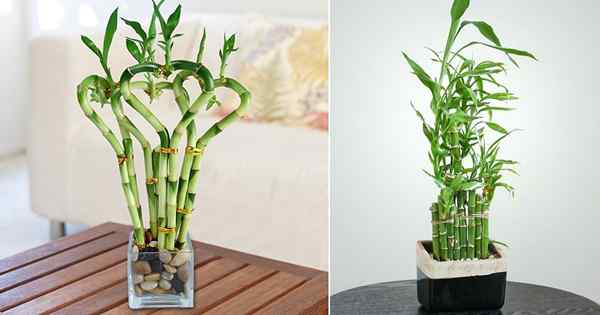Lucky Bamboo Care Tips & Cara menumbuhkannya