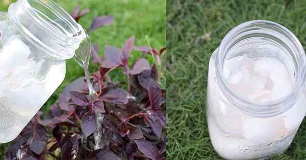 Terapia mágica de té de cáscara de huevo para plantas que realmente funcionan! Probado!
