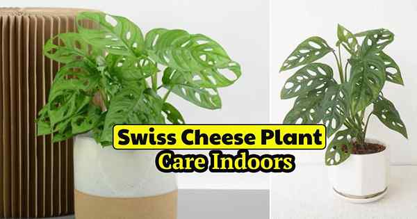 Monstera Adansonii Care | Cómo cultivar planta de queso suizo