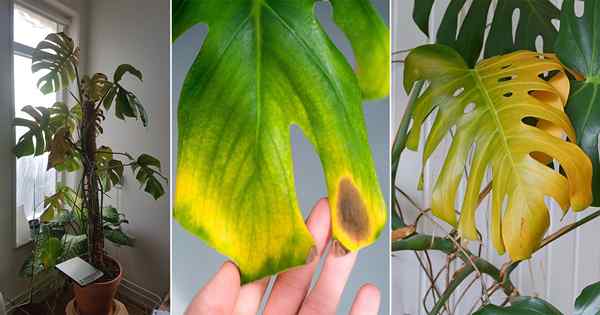 Monstera -Blätter werden gelb werden? Gründe und Lösungen