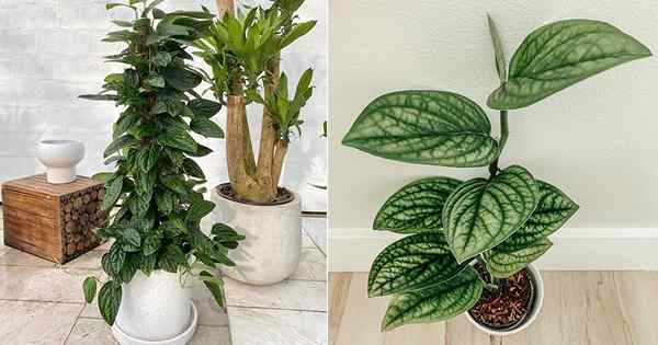 Monstera Pérou Care and Growing Information