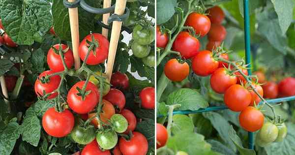 Um segredo para plantas de tomate saudáveis ​​e produtivas