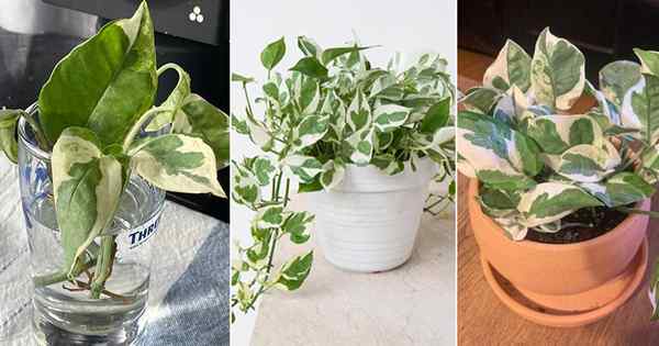Pérolas e Jade Pothos Care | Como cultivar pérolas e jade pothos
