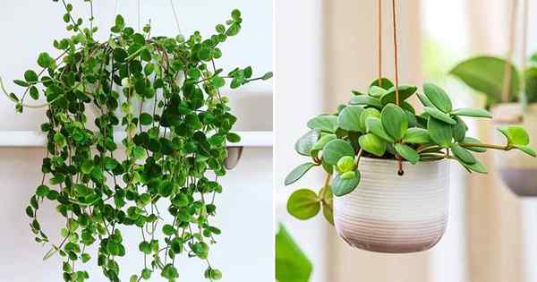 Peperomia Hope Care and Growing consejos