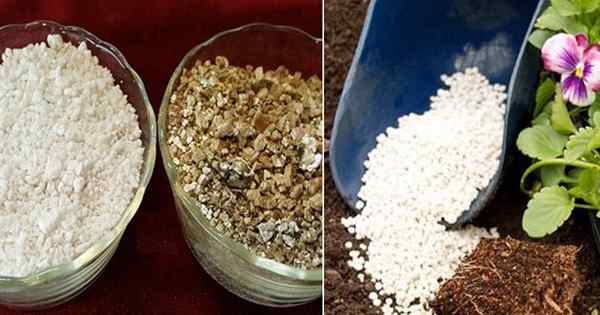 Perlite vs Vermiculite | Perbedaan antara perlite dan vermiculite