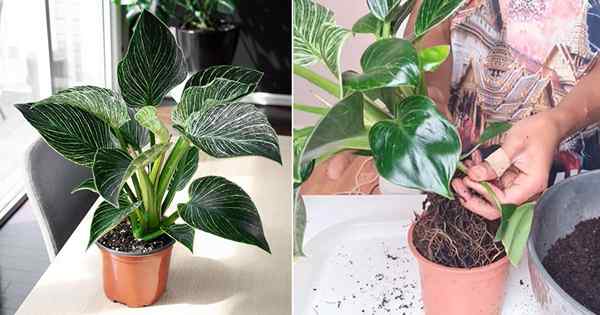 Philodendron Birkin Growing Tips and Guide