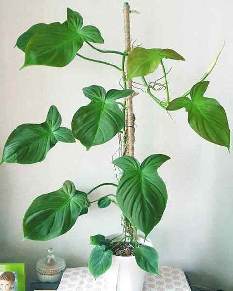 Philodendron Camposportoanum Tric and Tips Penjagaan