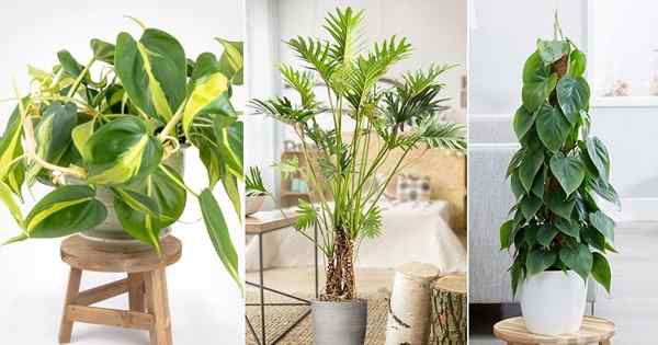 Philodendron Plant Care | Wachstum von Philodendron im Haus