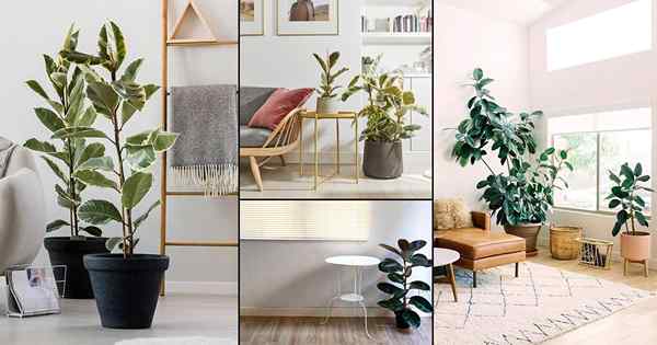 Vea cómo el árbol de la planta de goma puede animar la decoración de su hogar