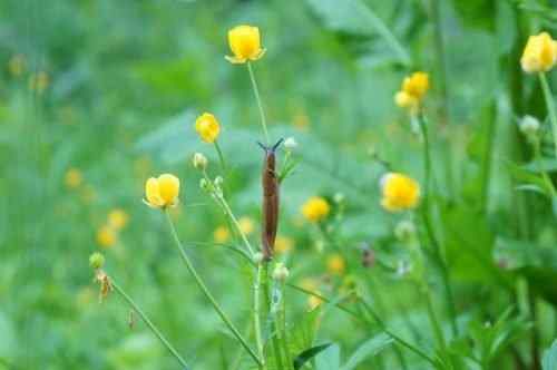 Pencegahan Slug | Cara Mencegah Slug dan Siput Di Taman