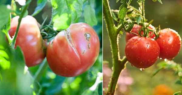 Tomaten spalten? Wie man das Knacken von Tomaten stoppt