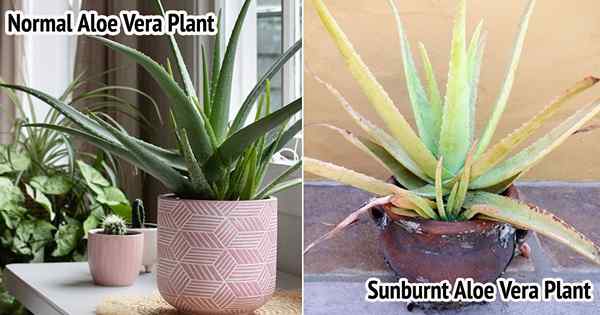 Sunburnt Aloe Vera Gejala Tanaman dan Cara Menghidupkannya