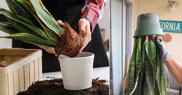 Najłatwiejszy sposób na ponowne zatrzymanie każdej rośliny pojemnika w kilka sekund