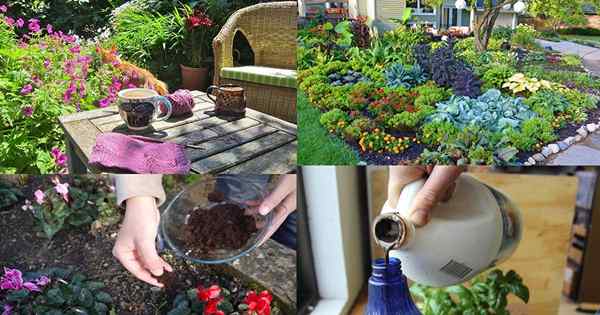 Estos 18 usos de café increíbles pueden cambiar la forma en que jardinera