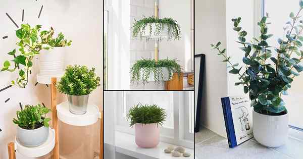 Gambar -gambar ini membuktikan bahawa bagaimana periuk Ikea mengubah rupa tumbuhan dalaman