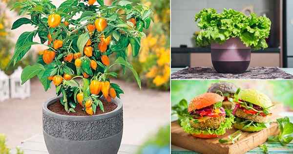 Des choses à cultiver pour le hamburger le plus savoureux de tous les temps | Plantez un jardin de légumes de hamburger
