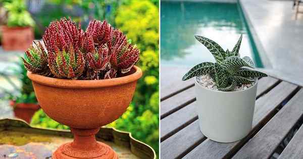 Jenis Aloe | 23 varietas lidah buaya terbaik untuk wadah