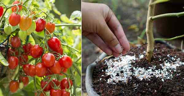 Eierschalen für Tomaten für die Stoßfängerernte verwenden