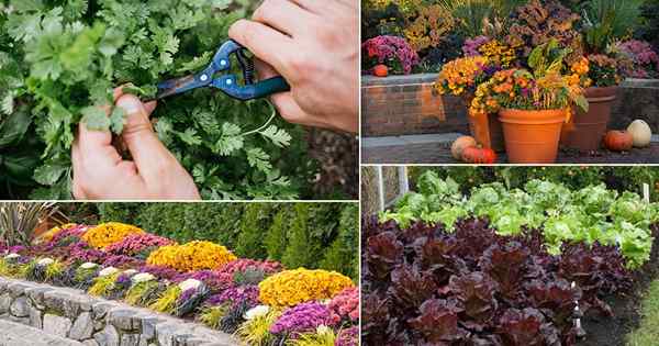 O que fazer no jardim em agosto | August Gardening Ideas