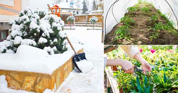 Que faire dans Garden en décembre | Liste de faire pour le jardinage en décembre