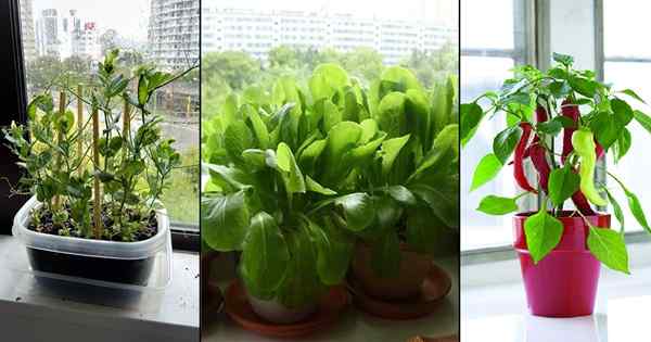 Windowsill Vegetable Gardening | Sayuran terbaik untuk tumbuh di jendela