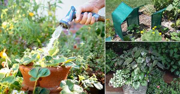 10 meilleurs conseils pour le jardinage dans une chaleur extrême
