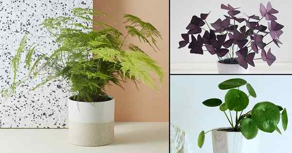 10 pequenas plantas internas pequenas | Pequenas plantas domésticas