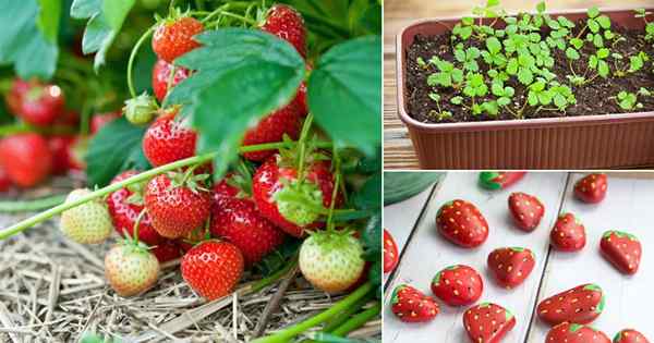 10 hacks de culture de fraises génies