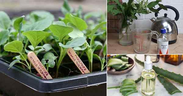 10 phänomenale Glycerin verwendet im Garten