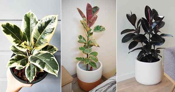 10 tipos de planta de borracha | Melhores variedades de Ficus elastica