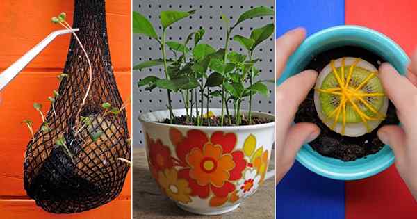 10 unglaubliche Möglichkeiten, um tropische Früchte zu wachsen