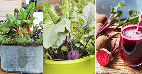 11 meilleures plantes de jus et de smoothies saines à pousser dans des pots