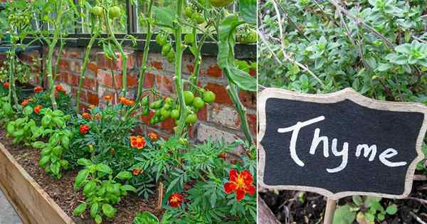 11 meilleures herbes pour planter des tomates | Herbes compagnons de tomate