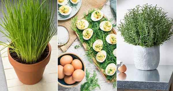 11 Herbal Terbaik yang Harus Anda Tumbuh untuk Telur