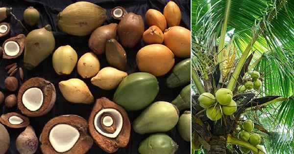 11 diferentes tipos de cocos | Variedades de coco