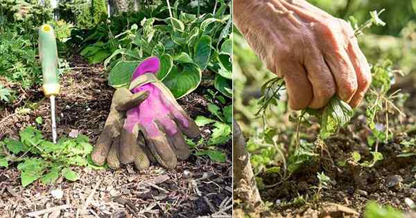 11 Conseils de désherbage efficaces pour un jardin sans mauvaises herbes