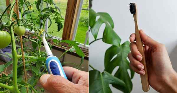 11 usos fantásticos de cepillo de dientes en el jardín