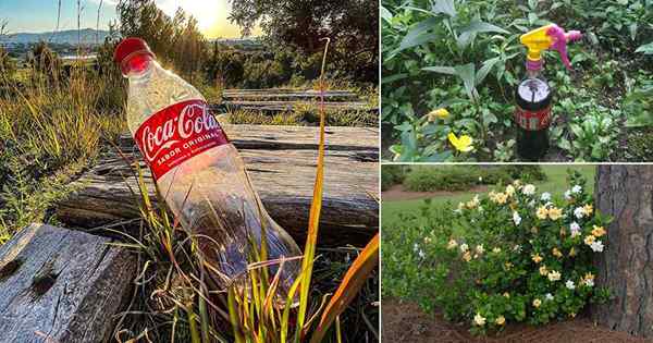 11 Zaskakujące użycie Coca Cola w ogrodzie